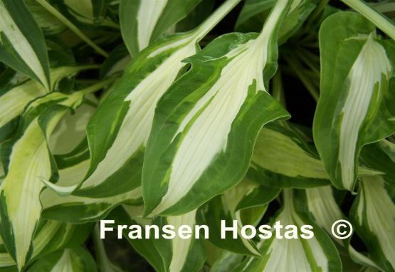 Hosta London Bridge